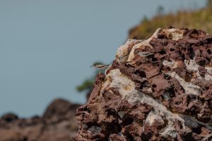 Grey-tailed tattler by Jasmine Louise Photography during the 2023 Cultural trip.