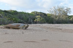 Turtle during the 2021 Nesting Season. By Georgie Braun 