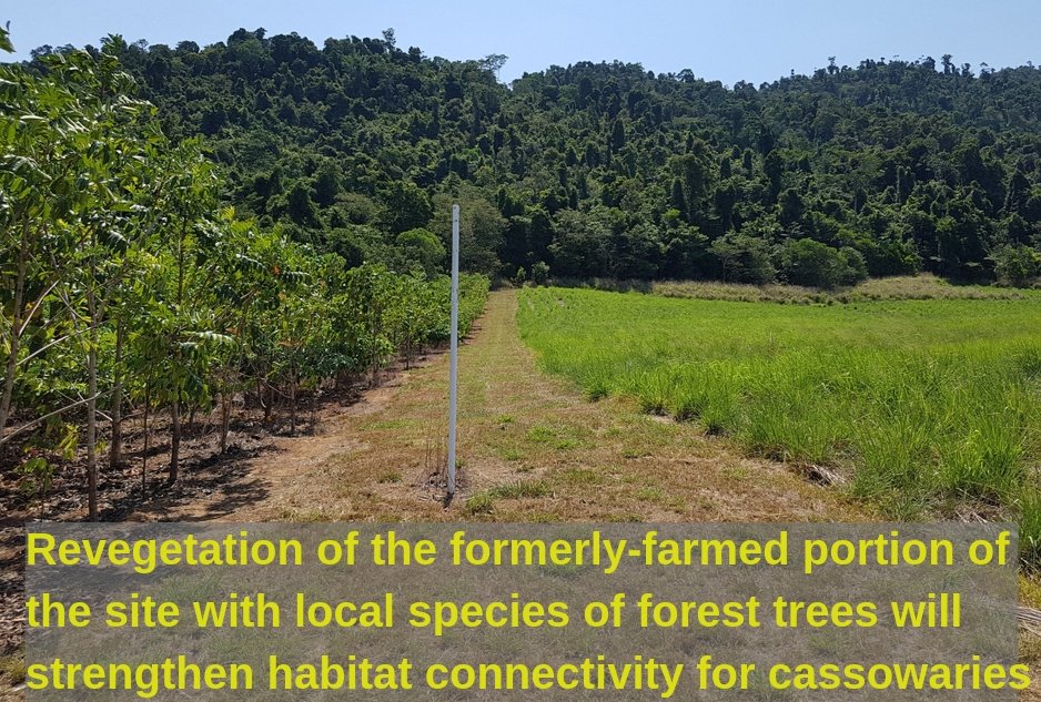 Cassowary habitat revegetation