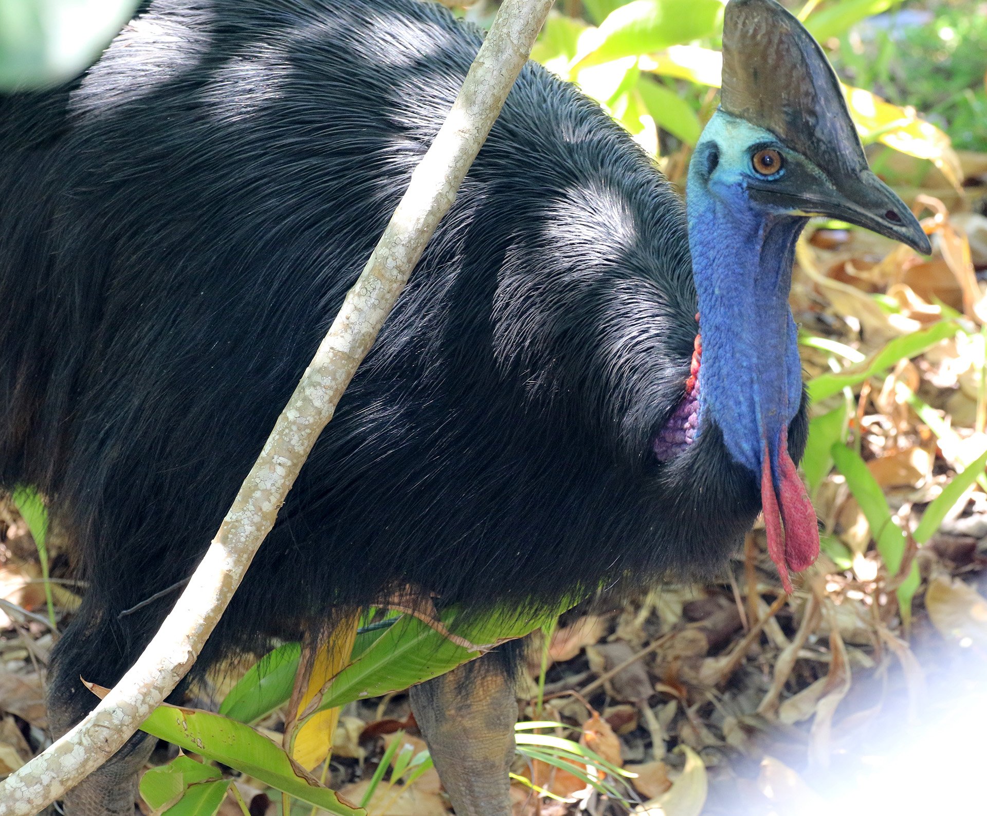 QTFN is taking up the challenge and building cassowary connections in North Queensland
