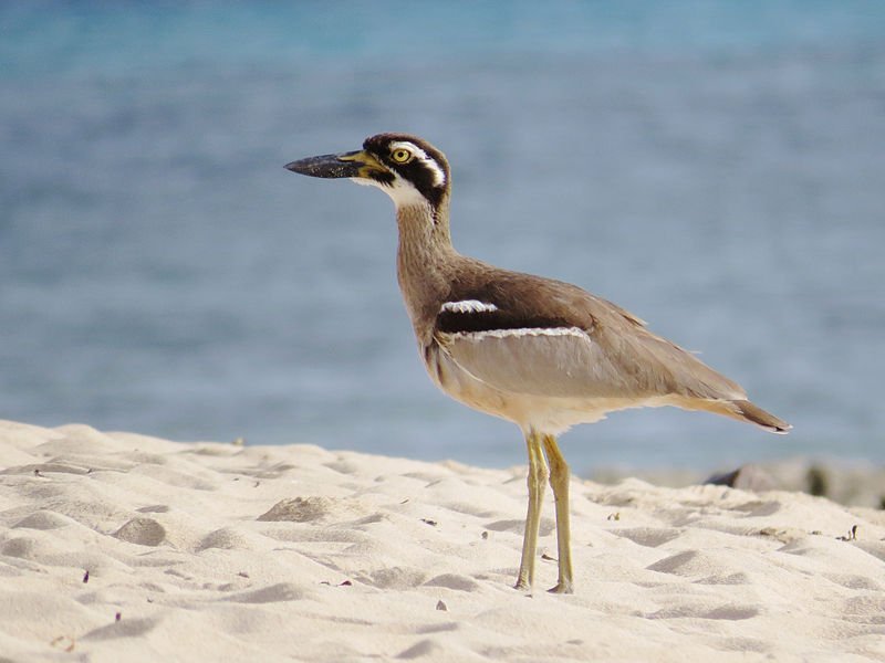 10 threatened species Queensland Trust for Nature is protecting