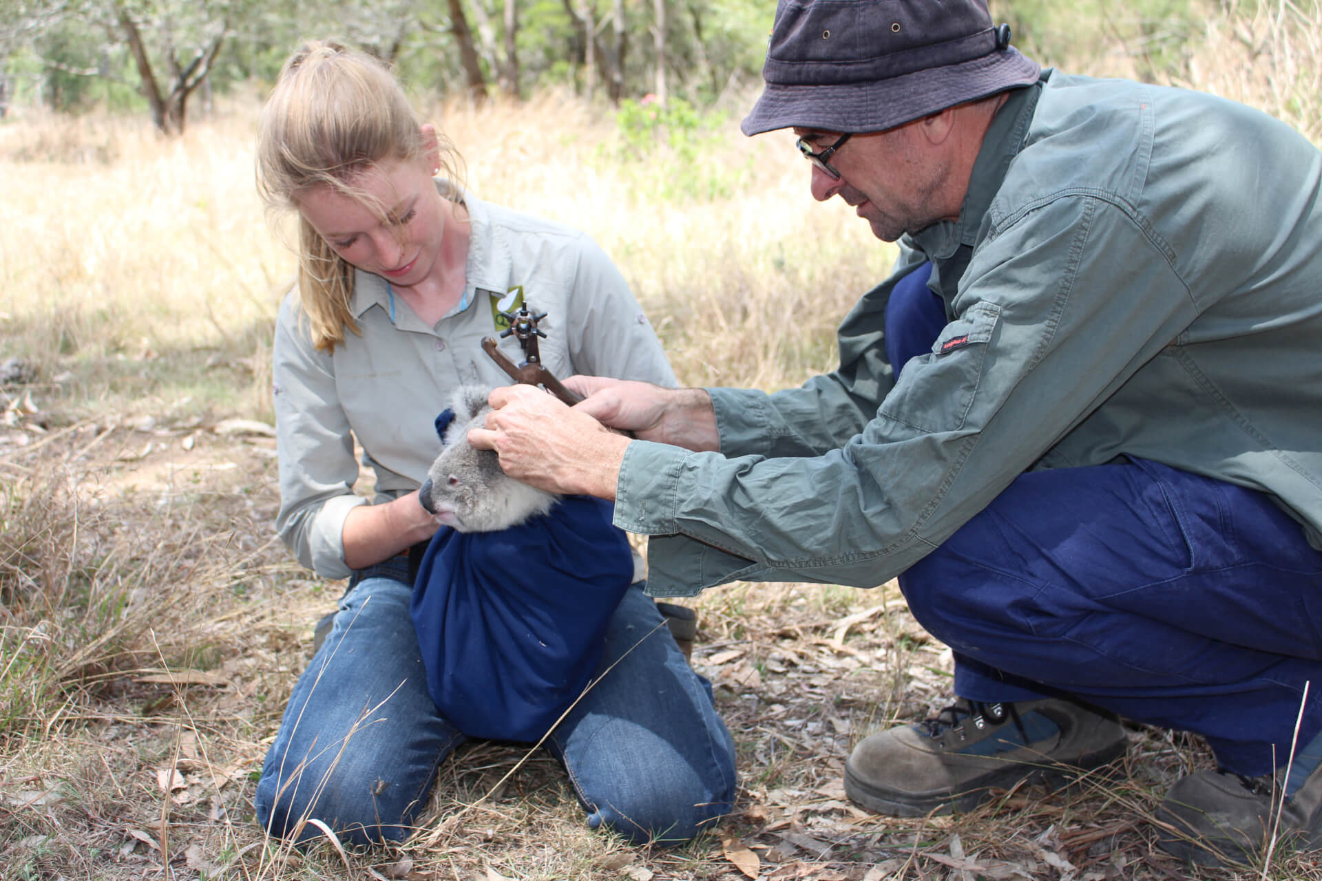 Sandy and Purga Creek Koala Research Project