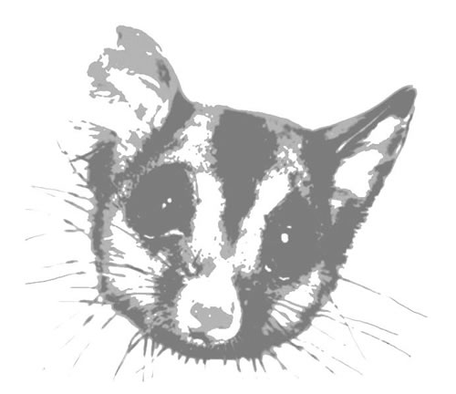 Mahogany Glider Recovery Team