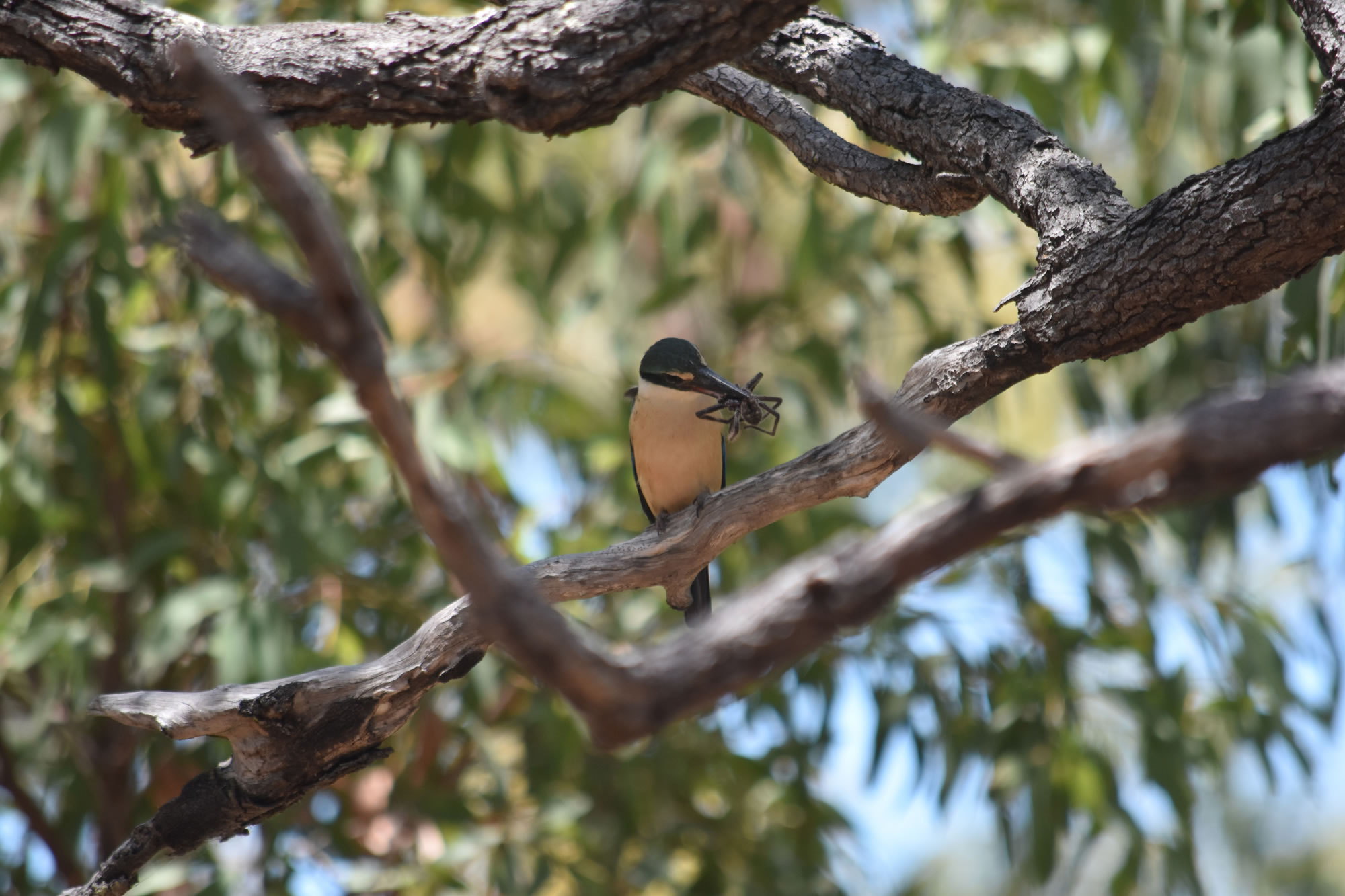 Monitoring island birdlife