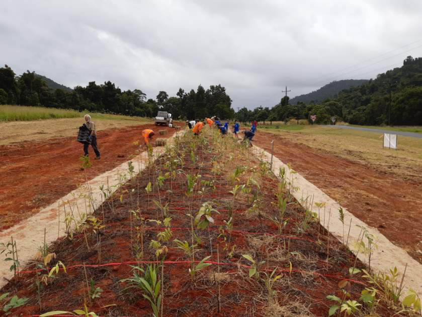 Planting for impact