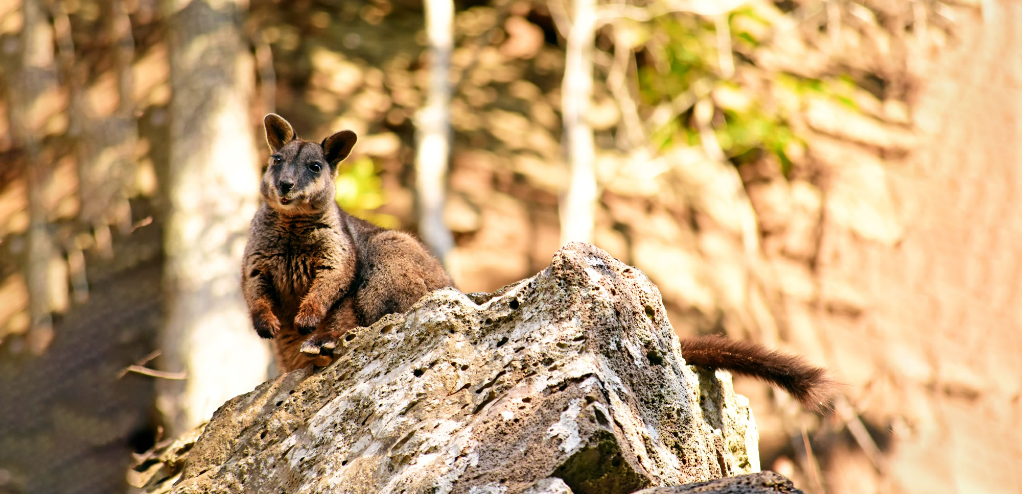 Refuge habitat for the brush-tailed rock-wallaby