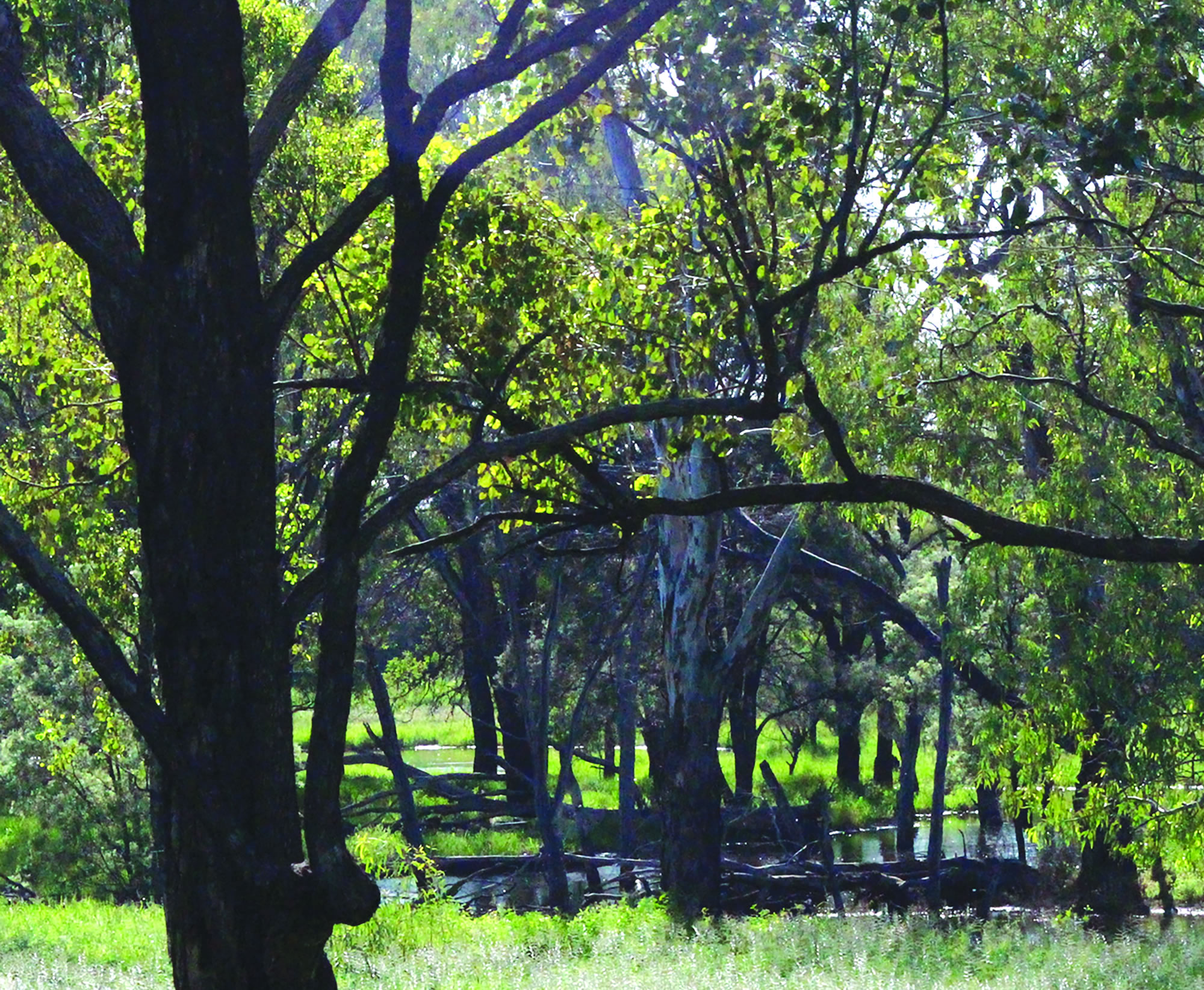 Supporting WWF to explore biodiversity co-benefits in Central Queensland