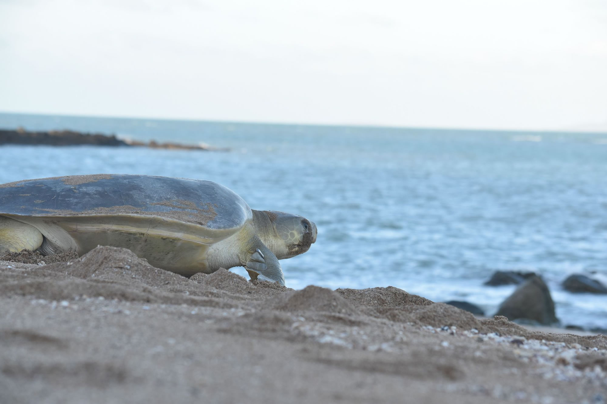 Thriving and surviving flatback turtles