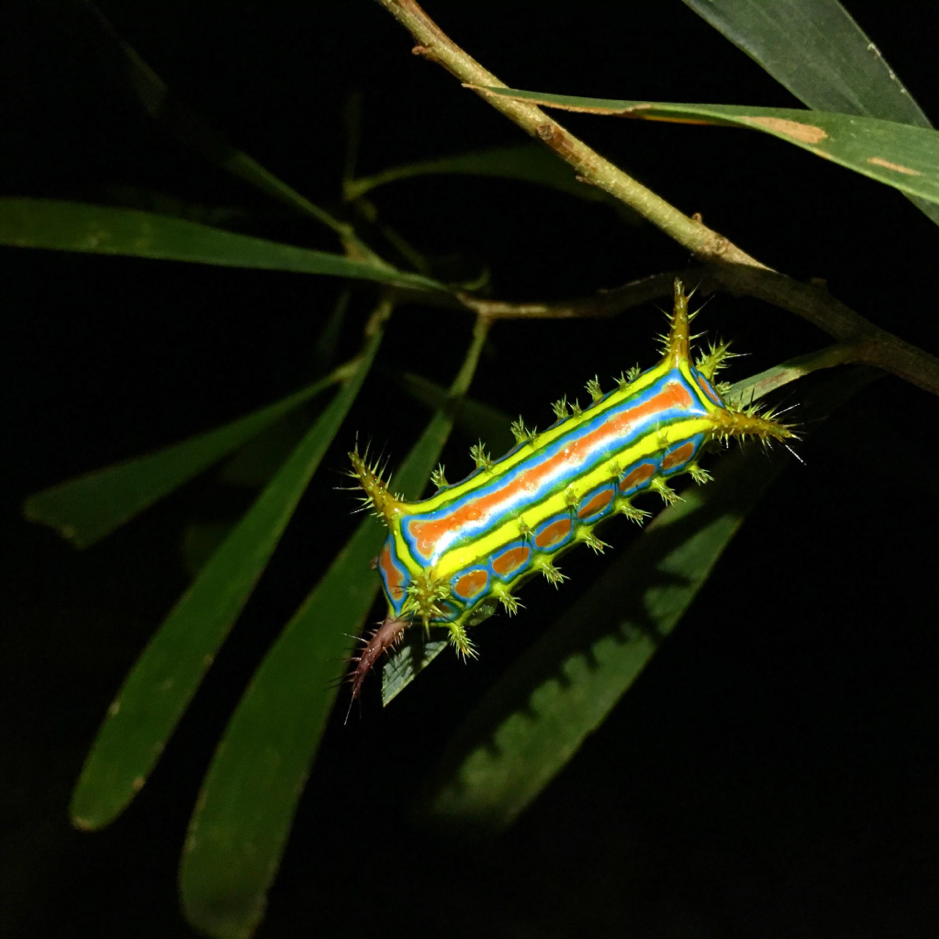 It’s all about the little things at QTFN’s first BugCatch at Aroona