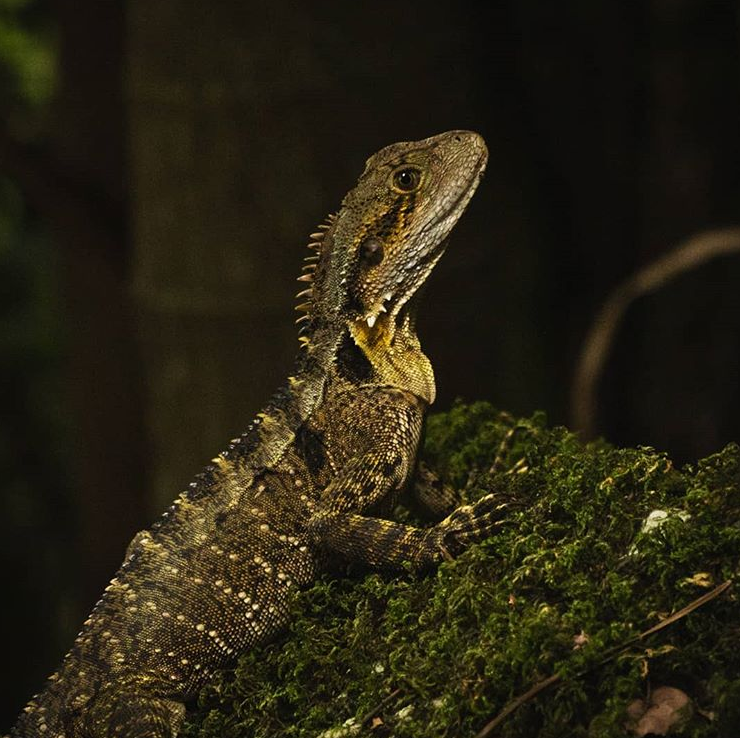 2020 Photos: Wildlife in your backyard