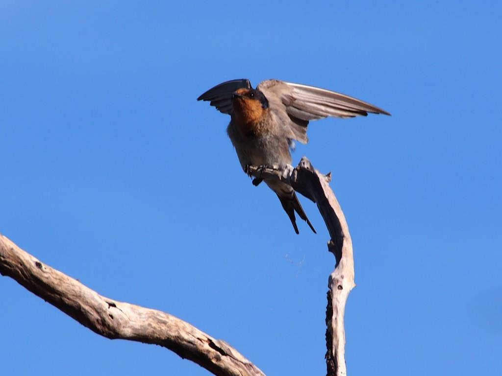 Avoid Island Hits 90 Bird Species
