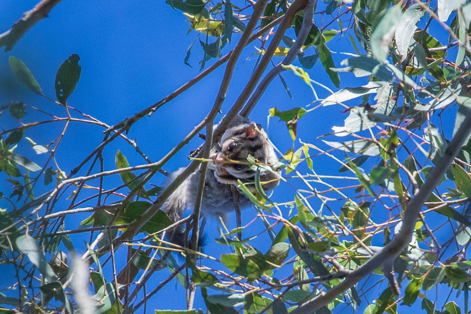 Koala Crossing Nature Refuge