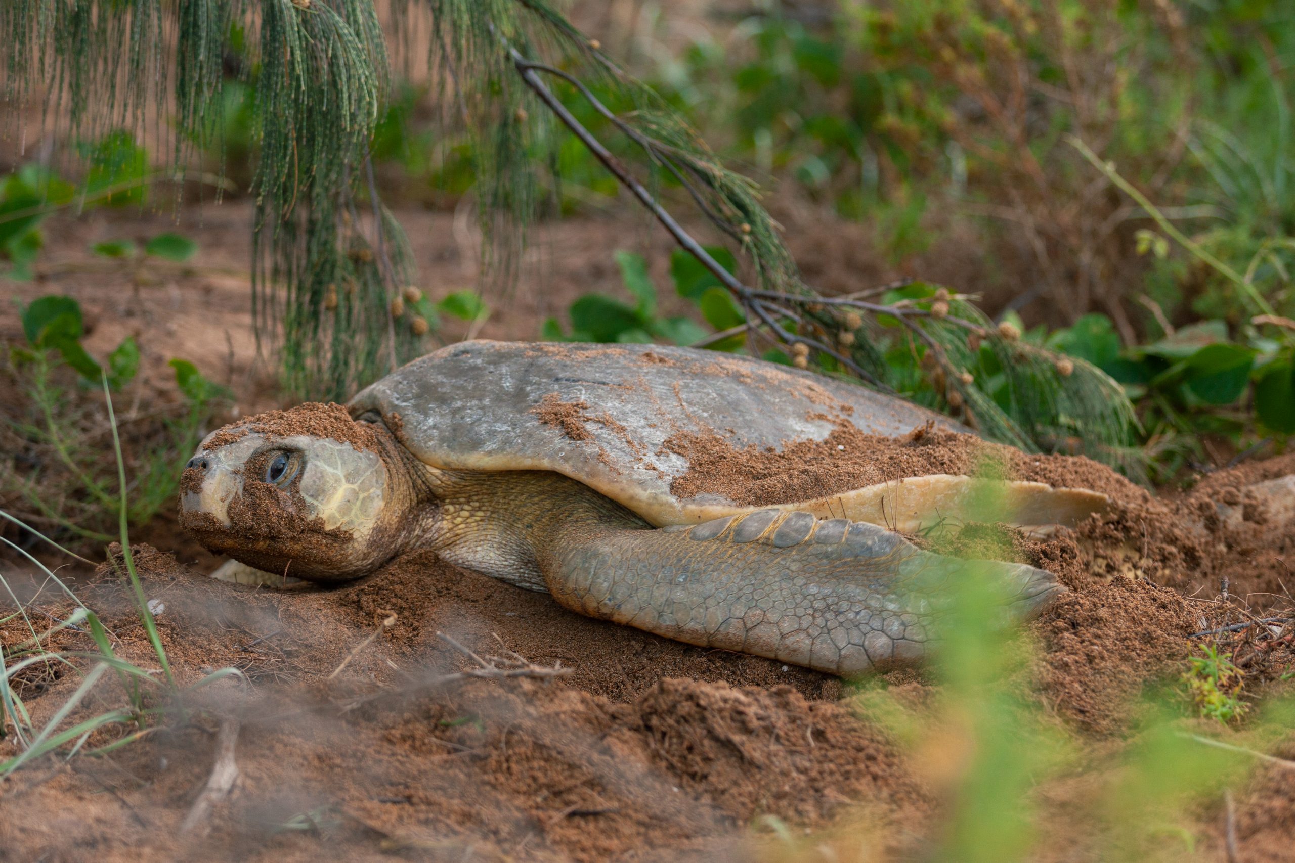 A Turtle Sanctuary at Avoid Island