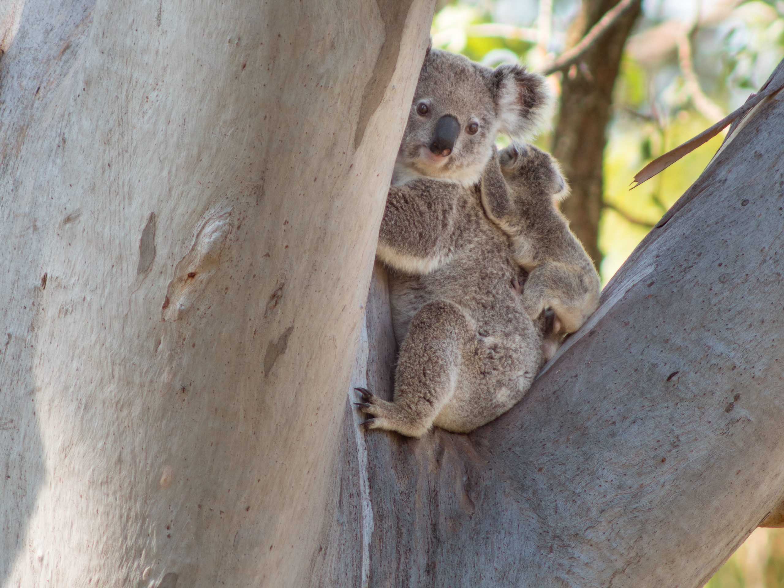 Protecting Koala Habitat Corridors in the South-East Corner