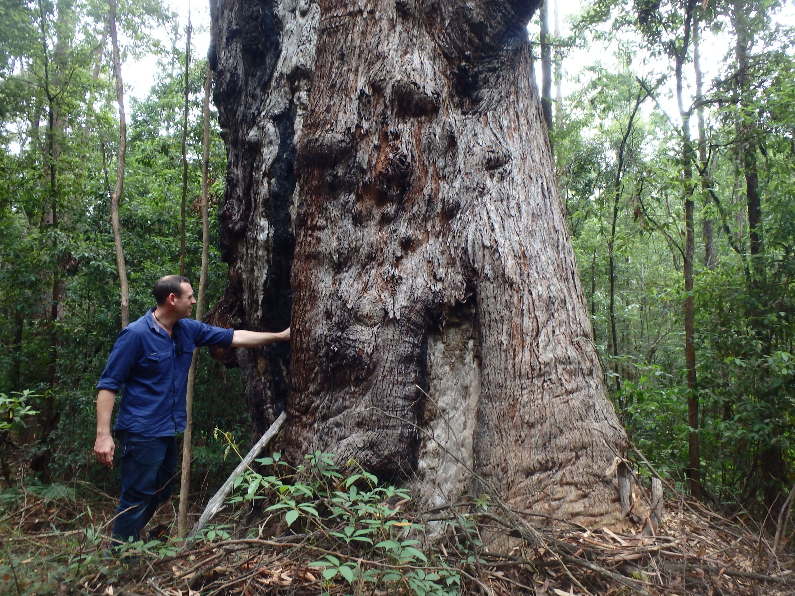 Announcing Mount Mellum as the 2022 C4RE Nature Refuge