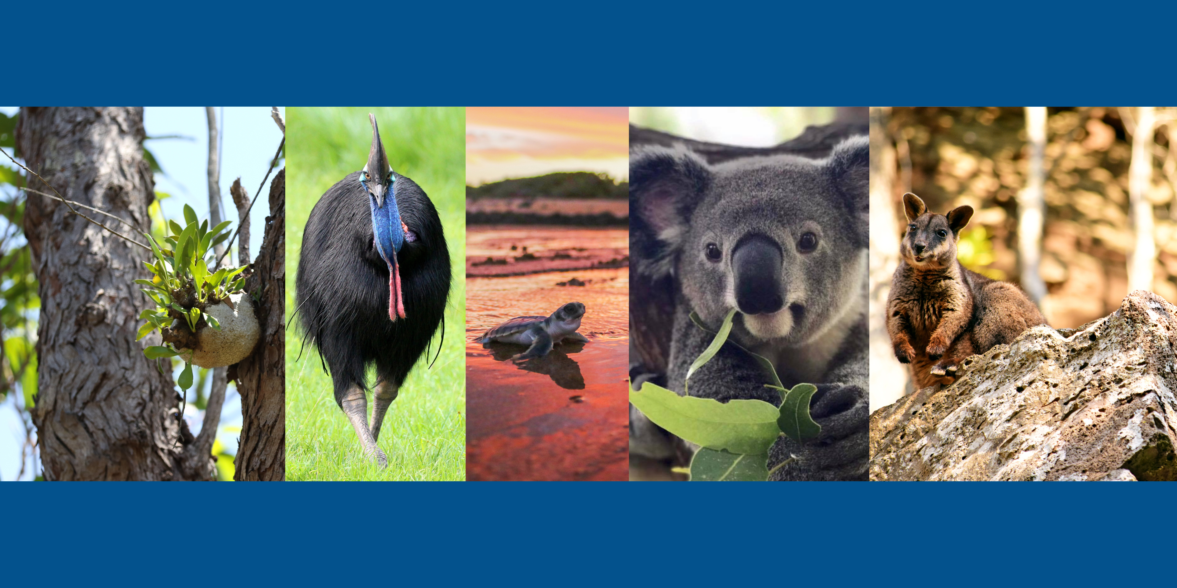 National Threatened Species Day