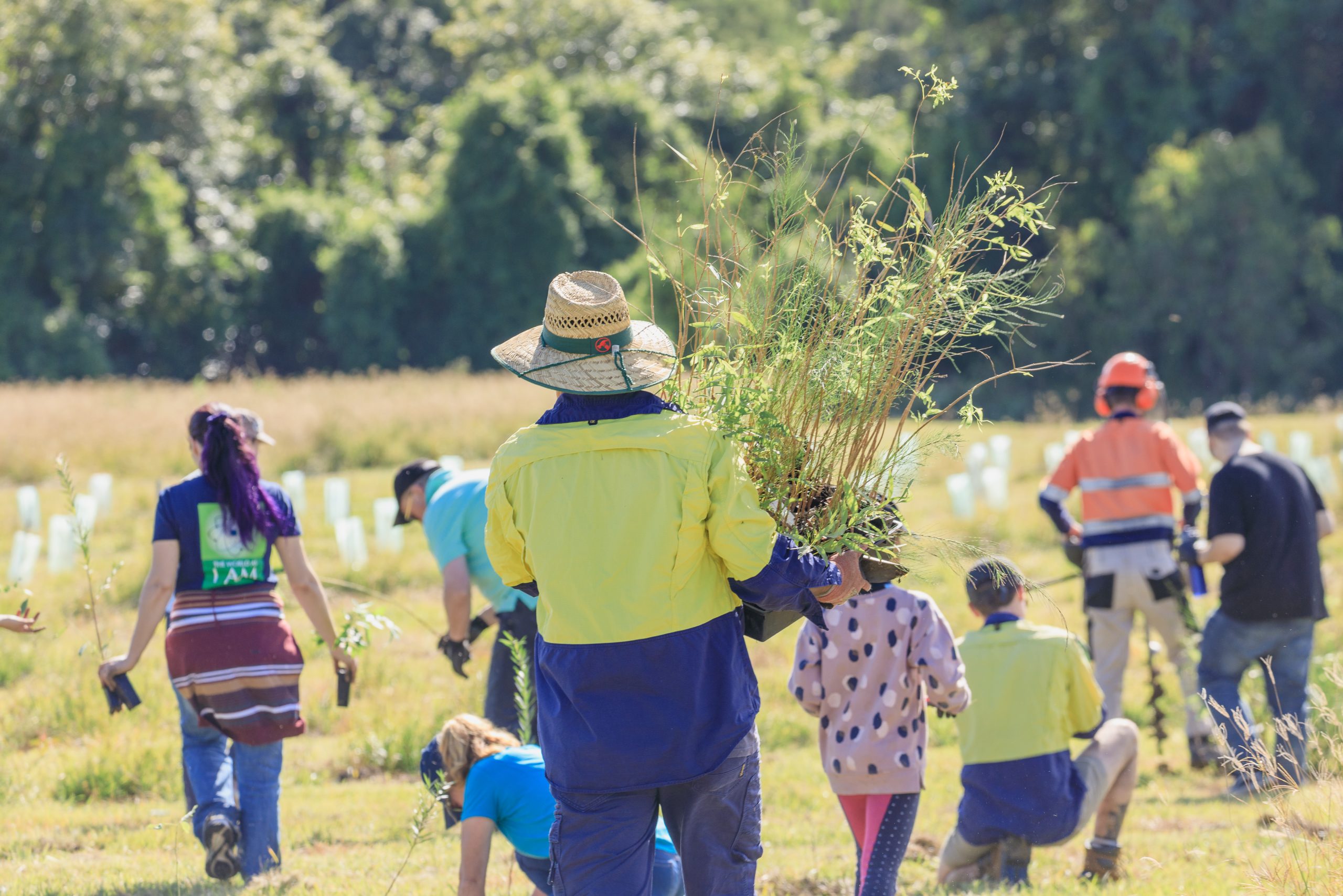 Celebrating Partnerships – Koala Habitat Restoration