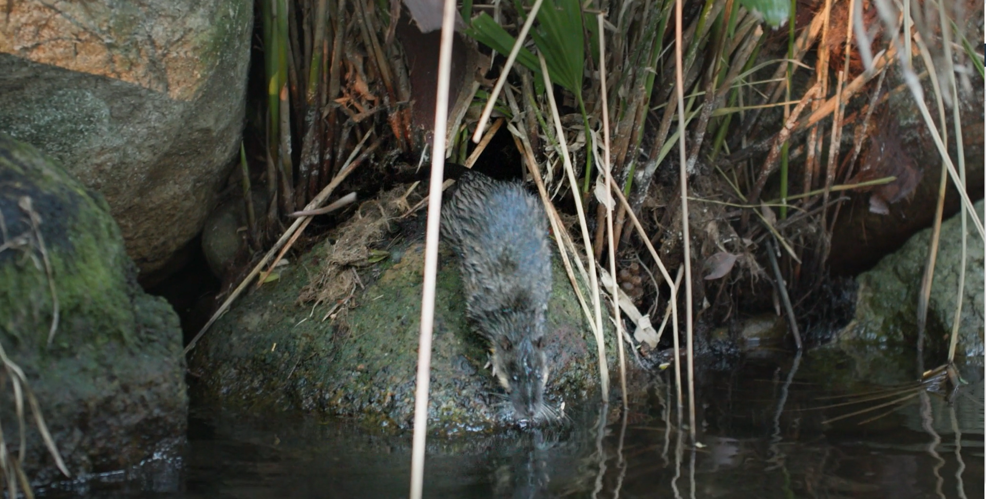Meet Australia’s little otter, the Rakali